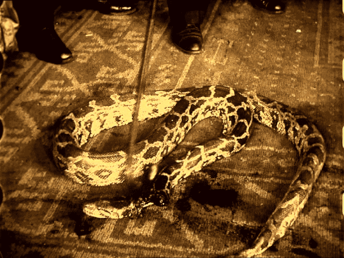 hissing snake gif